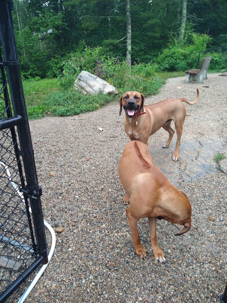 DROMKEEN RHODESIAN RIDGEBACKS - Updated July 2026 - 959 Aldrich St ...