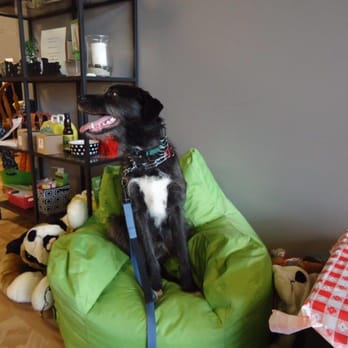 Wiggle Waggles Pet Barkery and Services - Mac-tastic just chilling and waiting for a treat - Pet Stores Near Me Wiggle Waggles Pet Barkery and Services - Mac-tastic just chilling and waiting for a treat - Pet Stores Near Me