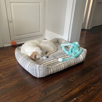 Hollywood Feed - New dog bed and toy! - Pet Stores Near Me - Pittsburgh, Pennsylvania