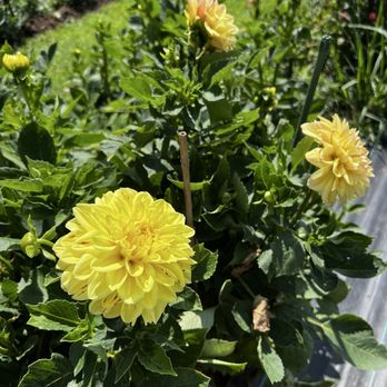 McLawland Farms - Dahlias - Pick Your Own Farms Near Me - Charlotte, North Carolina