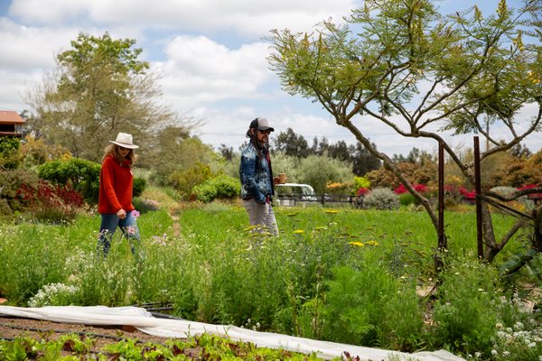 Apricot Lane Farms by null