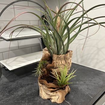 Cuffel Farms - Air plants creation - Nurseries & Gardening Near Me - San Diego, California Cuffel Farms - Air plants creation - Nurseries & Gardening Near Me - San Diego, California