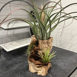 Cuffel Farms - Air plants creation