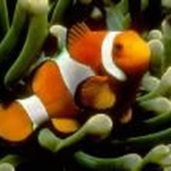 Maritime Aquatics - Affordable Fish Tank Experts - Pet Services Near Me Maritime Aquatics - Affordable Fish Tank Experts - Pet Services Near Me
