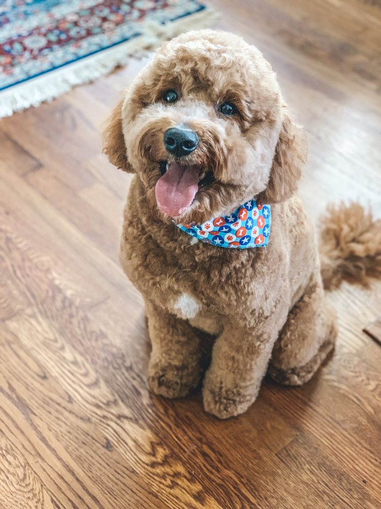 AUSSIE PET MOBILE SOUTH CAROLINA 11 Photos & 10 Reviews Charleston