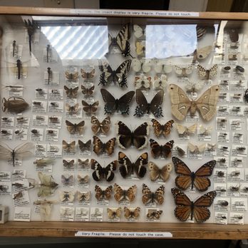 Cosumnes River Preserve - Butterfly specimen in the visitor's center - Parks Near Me - Galt, California