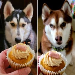 Lizzy's Cupcakery & Candies - Dogs with their pupcakes!