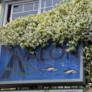 The Avalon Hotel - Hotel Sign - Hotels Near Me - Avalon, California
