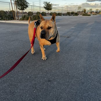 Distinguished Dog Walkers - Dog Walkers Near Me Distinguished Dog Walkers - Dog Walkers Near Me
