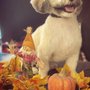 Bubbles Pet Spa