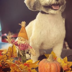 Bubbles Pet Spa - Skip standing proud 3 such a cutie