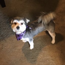My little man after getting groomed