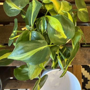 The Green Place - philodendron Brazil looking good! - Nurseries & Gardening Near Me - Fullerton, California The Green Place - philodendron Brazil looking good! - Nurseries & Gardening Near Me - Fullerton, California