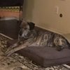 Pawsitively Healing Veterinary Housecalls gift card