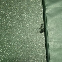 Urban Air Trampoline and Adventure Park - Clump of hair on floor