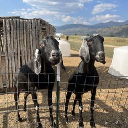 Jumpin' Good Goat Dairy