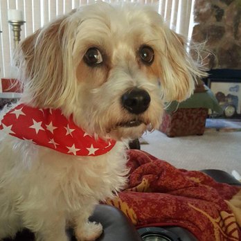 Puppy Salon - Are you looking at me? - Pet Groomers Near Me - Whittier, California