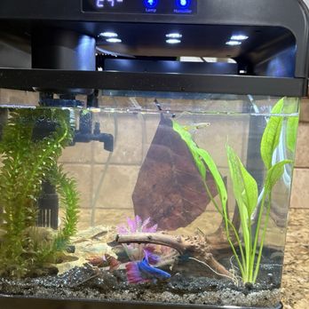 Go Fish - Aquarium Services Near Me - Flourtown, Pennsylvania