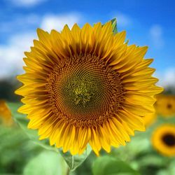 Redemption Farms - Beautiful sunflowers in our U-pick sunflower patch.