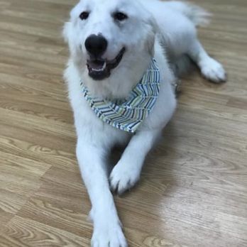 Rock N Pup Pet Salon - Pet Groomers Near Me - Smyrna, Tennessee Rock N Pup Pet Salon - Pet Groomers Near Me - Smyrna, Tennessee