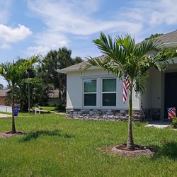 Peterson's Groves - 25 Gallon Christmas Palms-Just Planted August 2026