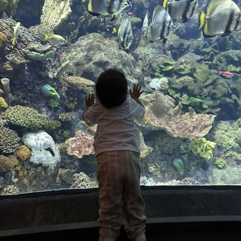 Shedd Aquarium - Aquariums Near Me - Chicago, Illinois