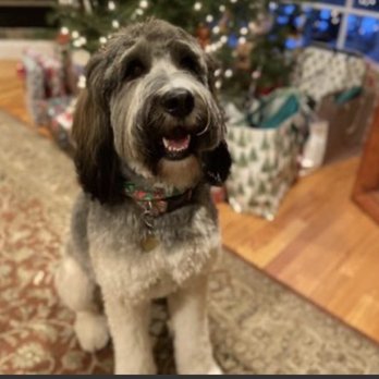 Scruffy To Fluffy - Miss Phin - Pet Groomers Near Me - Pearl River, New York Scruffy To Fluffy - Miss Phin - Pet Groomers Near Me - Pearl River, New York