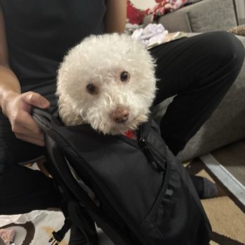 Eagle Mobile Pet Grooming - Pet Groomers Near Me