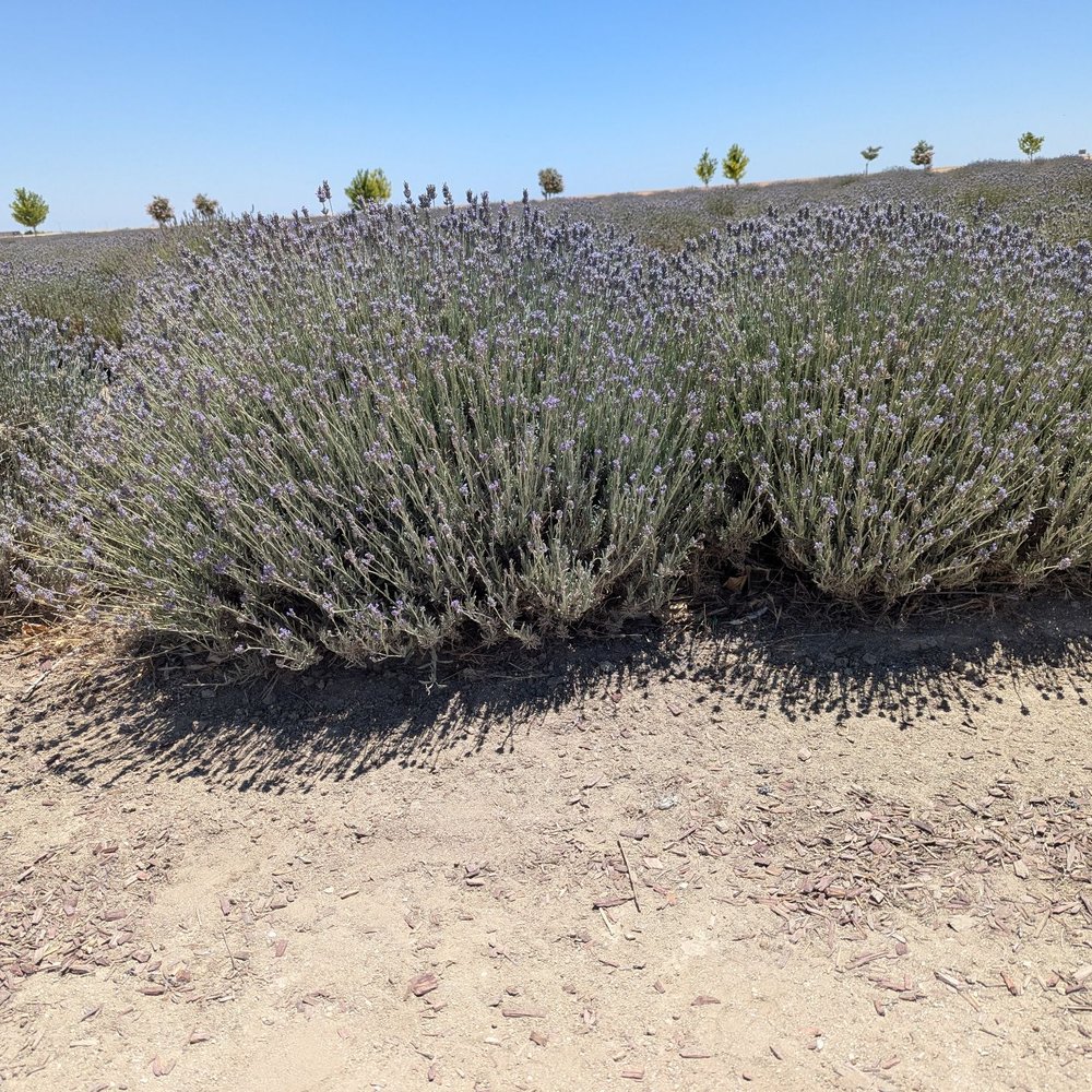 Lavender Field Lavender Field