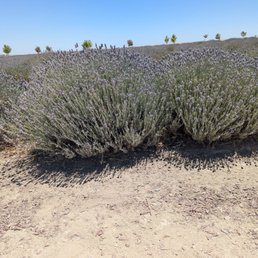 Lavender Field Lavender Field