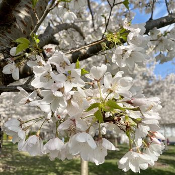 Centennial Park Dundas - April 23, 2023 - Parks Near Me - Hamilton, Ontario