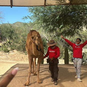Wild Canyon - Sahara the camel - Tours Near Me - Cabo San Lucas, BCS