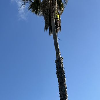 Trees R US - a palm tree with a blue sky in the background - Tree Services Near Me Trees R US - a palm tree with a blue sky in the background - Tree Services Near Me