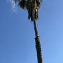 Photo of Trees R US