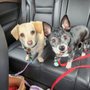 Photo of Woof Gang Bakery & Grooming Plano