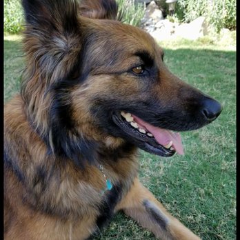 All Pets Medical Centre - Callie - Veterinarians Near Me - West Hills, California All Pets Medical Centre - Callie - Veterinarians Near Me - West Hills, California