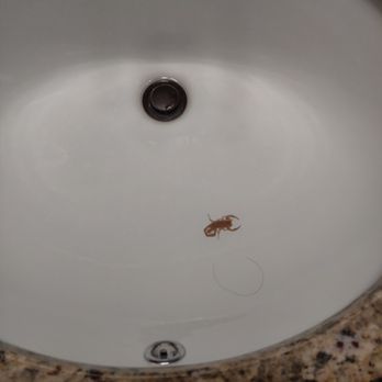 TruForce Pest Control - They get thirsty too - Pest Control Near Me - Chandler, Arizona
