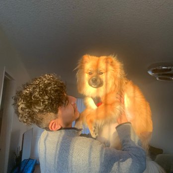 Benji’s Dog Grooming - Cerberus BEFORE appointment - Pet Groomers Near Me - Van Nuys, California
