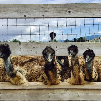 Ostrichland USA - Attraction Farms Near Me - Solvang, California Ostrichland USA - Attraction Farms Near Me - Solvang, California
