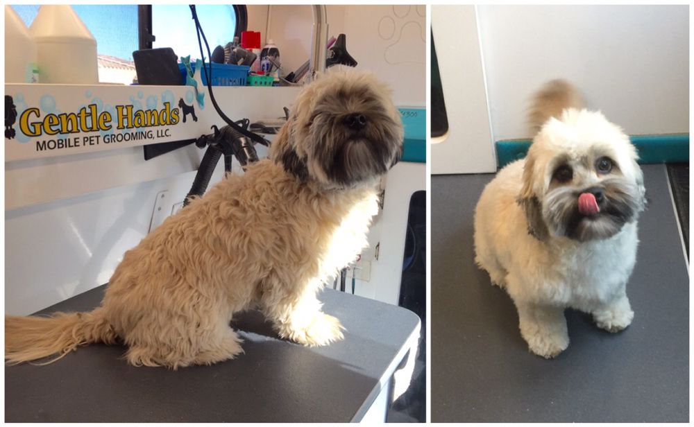 Take A Look About Mobile Dog Grooming Gilbert Az