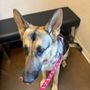 Nolan River Animal Hospital