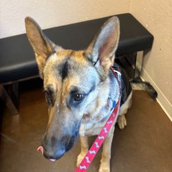 Nolan River Animal Hospital - This is Dixie. Two and a half years old and 95 pounds.