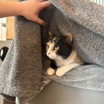 Purr Cup Cafe - Coffee & Tea Near Me - Raleigh, North Carolina