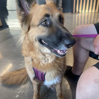 Lbc Vets - Stella says thanks for the great care - Veterinarians Near Me - Long Beach, California Lbc Vets - Stella says thanks for the great care - Veterinarians Near Me - Long Beach, California