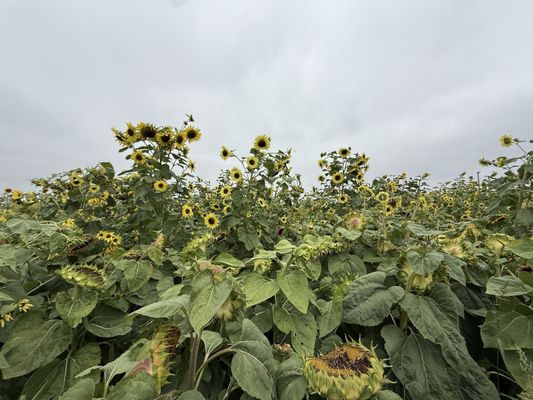 Bella Organic Farm by null