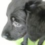 Photo of Vetebrasil - Clínica Médico Veterinária