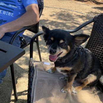 Grindstone Wines - Our puppy enjoying the winery - Wine Tasting Room Near Me - Esparto, California Grindstone Wines - Our puppy enjoying the winery - Wine Tasting Room Near Me - Esparto, California