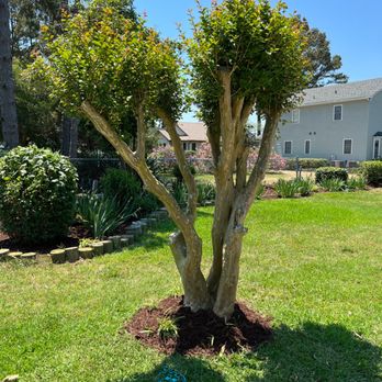 Beachwave landscaping - a small tree in the front yard - Landscaping Near Me Beachwave landscaping - a small tree in the front yard - Landscaping Near Me