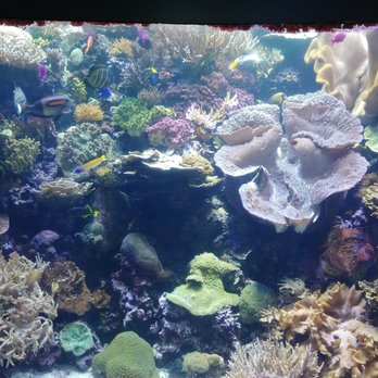 Shedd Aquarium - Aquariums Near Me - Chicago, Illinois