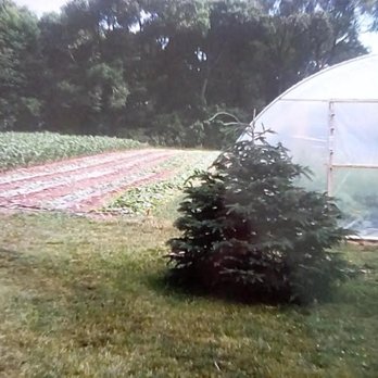 J & W Farm - Christmas Trees Near Me - Le Roy, New York J & W Farm - Christmas Trees Near Me - Le Roy, New York